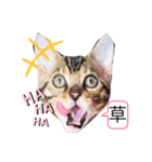 ベンガル猫ROKIの毎日スタンプ2⃣（個別スタンプ：4）