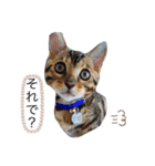 ベンガル猫ROKIの毎日スタンプ2⃣（個別スタンプ：6）