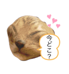 ベンガル猫ROKIの毎日スタンプ2⃣（個別スタンプ：8）