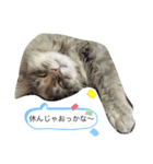 ノルウェージャン猫PONZUの毎日スタンプ2⃣（個別スタンプ：3）