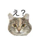 ノルウェージャン猫PONZUの毎日スタンプ2⃣（個別スタンプ：4）