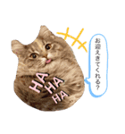 ノルウェージャン猫PONZUの毎日スタンプ2⃣（個別スタンプ：5）