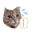 ノルウェージャン猫PONZUの毎日スタンプ2⃣（個別スタンプ：6）