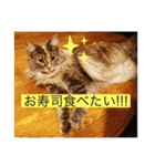 ノルウェージャン猫PONZUの毎日スタンプ2⃣（個別スタンプ：7）