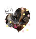 ノルウェージャン猫PONZUの毎日スタンプ2⃣（個別スタンプ：8）