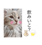ノルウェージャン猫PONZUの毎日スタンプ（個別スタンプ：1）