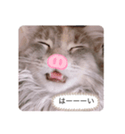 ノルウェージャン猫PONZUの毎日スタンプ（個別スタンプ：2）