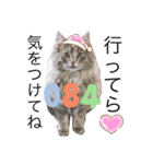 ノルウェージャン猫PONZUの毎日スタンプ（個別スタンプ：4）