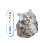 ノルウェージャン猫PONZUの毎日スタンプ（個別スタンプ：7）