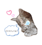 ノルウェージャン猫PONZUの毎日スタンプ（個別スタンプ：8）