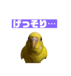 zunずん（個別スタンプ：3）