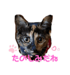 mariの愉快な3兄弟②きなこ ごま しずく（個別スタンプ：2）