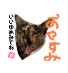 mariの愉快な3兄弟②きなこ ごま しずく（個別スタンプ：5）