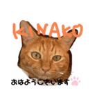 mariの愉快な3兄弟②きなこ ごま しずく（個別スタンプ：6）