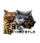 mariの愉快な3兄弟②きなこ ごま しずく（個別スタンプ：16）