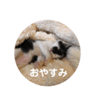 我が家の仲間たち24個ver（個別スタンプ：20）