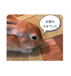 マイ マロン（個別スタンプ：6）