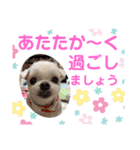 ミルクちゃんの家族スタンプ（いぬ）10（個別スタンプ：1）