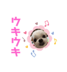 ミルクちゃんの家族スタンプ（いぬ）10（個別スタンプ：3）