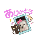 ミルクちゃんの家族スタンプ（いぬ）10（個別スタンプ：4）