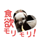ミルクちゃんの家族スタンプ（いぬ）10（個別スタンプ：8）