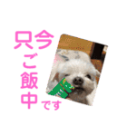ミルクちゃんの家族スタンプ（いぬ）10（個別スタンプ：10）