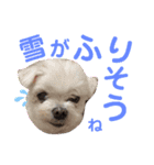 ミルクちゃんの家族スタンプ（いぬ）10（個別スタンプ：11）