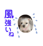 ミルクちゃんの家族スタンプ（いぬ）10（個別スタンプ：12）
