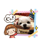 ミルクちゃんの家族スタンプ（いぬ）10（個別スタンプ：22）