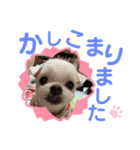 ミルクちゃんの家族スタンプ（いぬ）10（個別スタンプ：32）