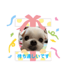 ミルクちゃんの家族スタンプ（いぬ）10（個別スタンプ：35）