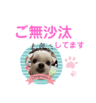 ミルクちゃんの家族スタンプ（いぬ）10（個別スタンプ：37）