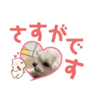 ミルクちゃんの家族スタンプ（いぬ）10（個別スタンプ：38）