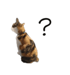 三毛猫のリリィとミミ（個別スタンプ：2）