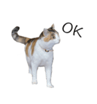 三毛猫のリリィとミミ（個別スタンプ：3）