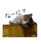 三毛猫のリリィとミミ（個別スタンプ：4）