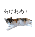 三毛猫のリリィとミミ（個別スタンプ：5）