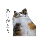 三毛猫のリリィとミミ（個別スタンプ：6）