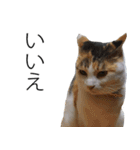 三毛猫のリリィとミミ（個別スタンプ：7）