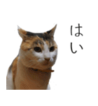 三毛猫のリリィとミミ（個別スタンプ：8）