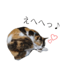 三毛猫のリリィとミミ（個別スタンプ：9）