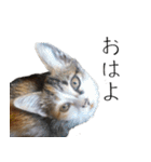 三毛猫のリリィとミミ（個別スタンプ：10）