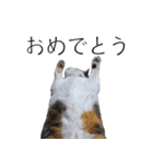 三毛猫のリリィとミミ（個別スタンプ：11）