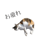 三毛猫のリリィとミミ（個別スタンプ：12）