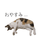 三毛猫のリリィとミミ（個別スタンプ：13）