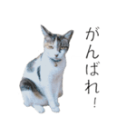 三毛猫のリリィとミミ（個別スタンプ：14）