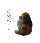 三毛猫のリリィとミミ（個別スタンプ：15）
