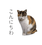 三毛猫のリリィとミミ（個別スタンプ：16）