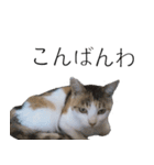 三毛猫のリリィとミミ（個別スタンプ：17）