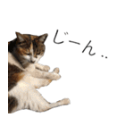 三毛猫のリリィとミミ（個別スタンプ：18）